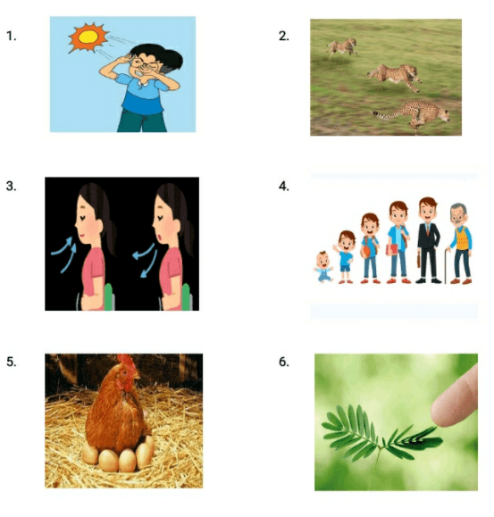 Perhatikan gambar-gambar berikut! Tentukan ciri ma...