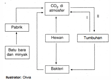 Perhatikan Skema Siklus Karbon Berikut! Berdasark...