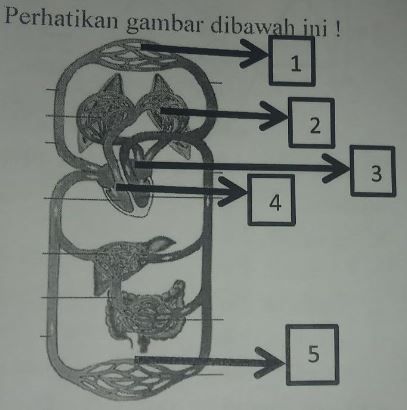 Perhatikan Gambar Dibawah Ini! Tentukan Organ Ber...