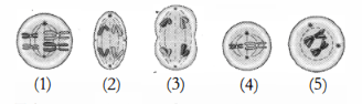 meiosis 2 anafase