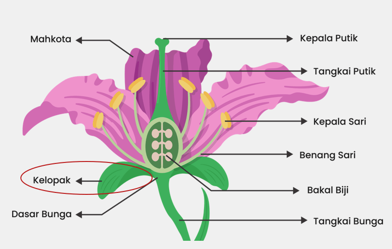 Bagian Bunga Yang Menjadi Pelindung Bunga Saat Mas