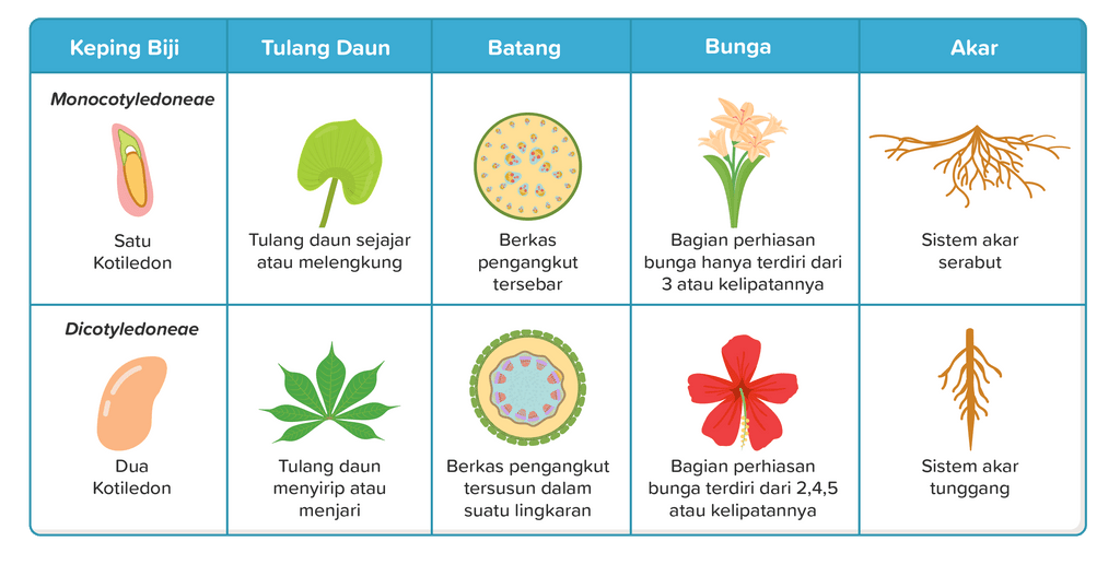 Jelaskan Perbedaan Antara Tumbuhan Monokotil Dan D...