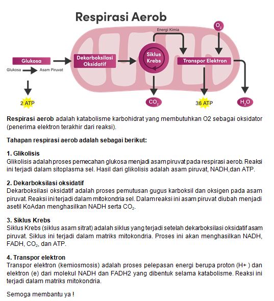 pada proses respirasi aerob, CO2 mulai dipecah pad...