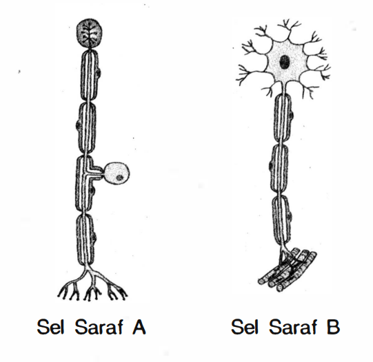 Perhatikan Struktur Sel Saraf A Dan B Berikut! Ber...