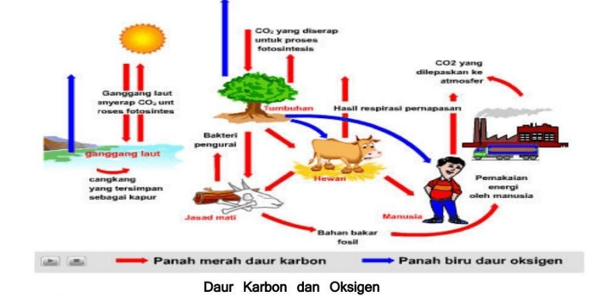 Perhatikan Dan Pelajari Gambar Siklus Karbon Dan O...