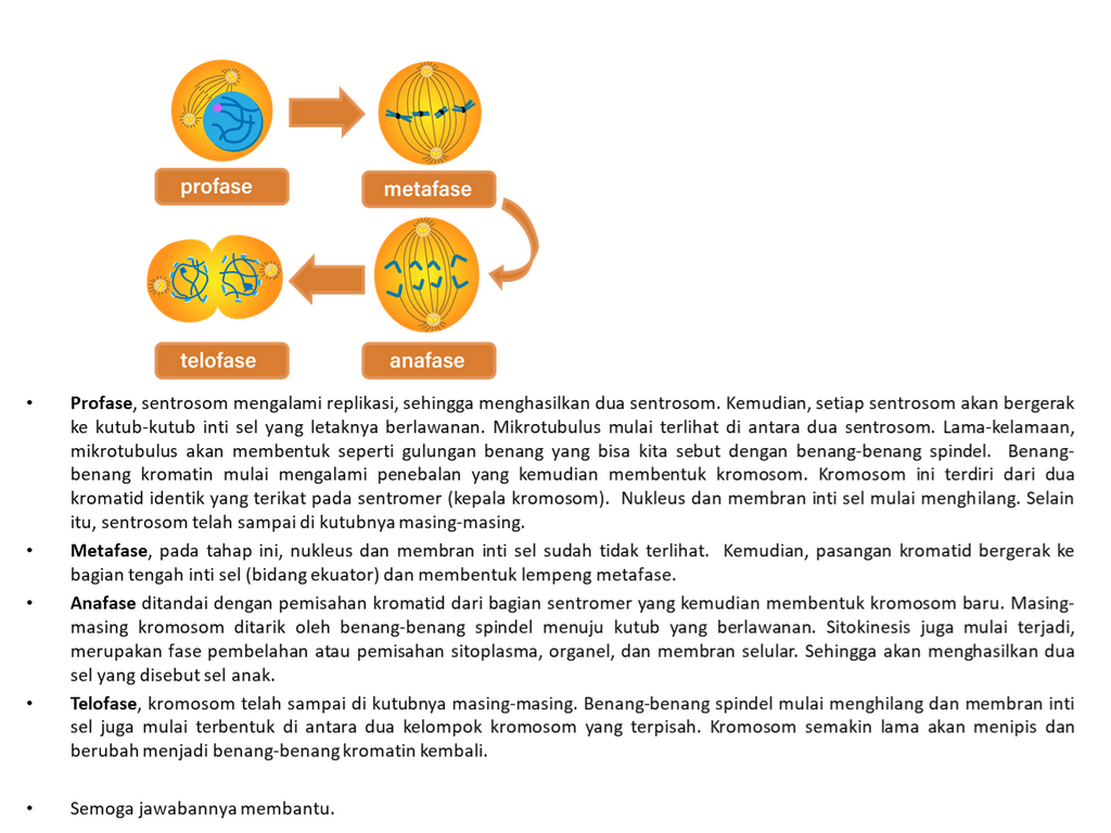 Gambar di bawah ini menunjukkan tahapan. A. pembel...