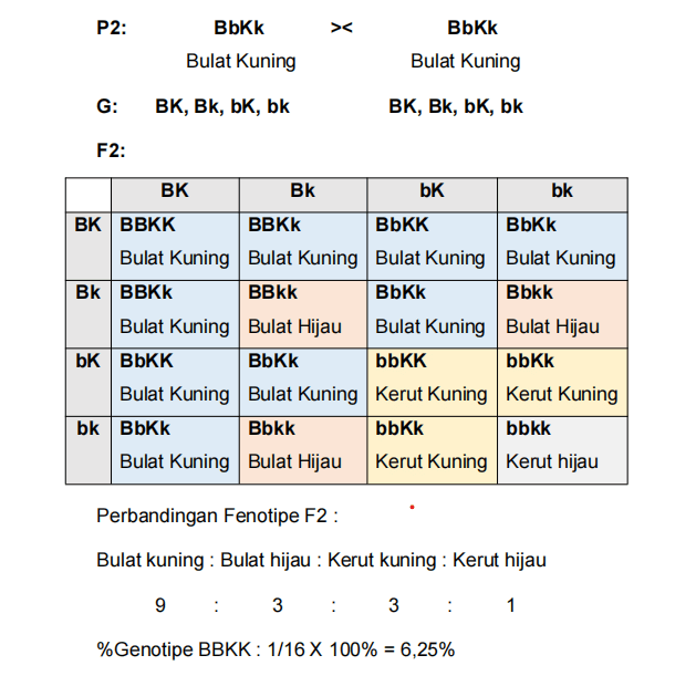 Perhatikan Gambar Bagan Persilangan Dihibrid Di Ba...