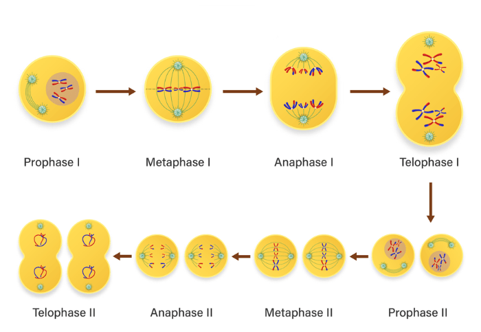 Gambarkan tahap pembelahan sel secara meiosis...