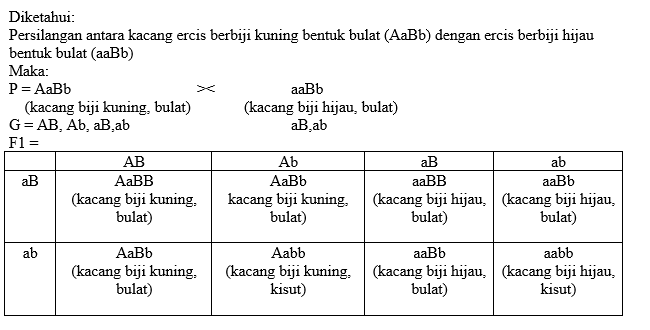 Persilangan Antara Kacang Ercis Berbiji Kuning Ben...