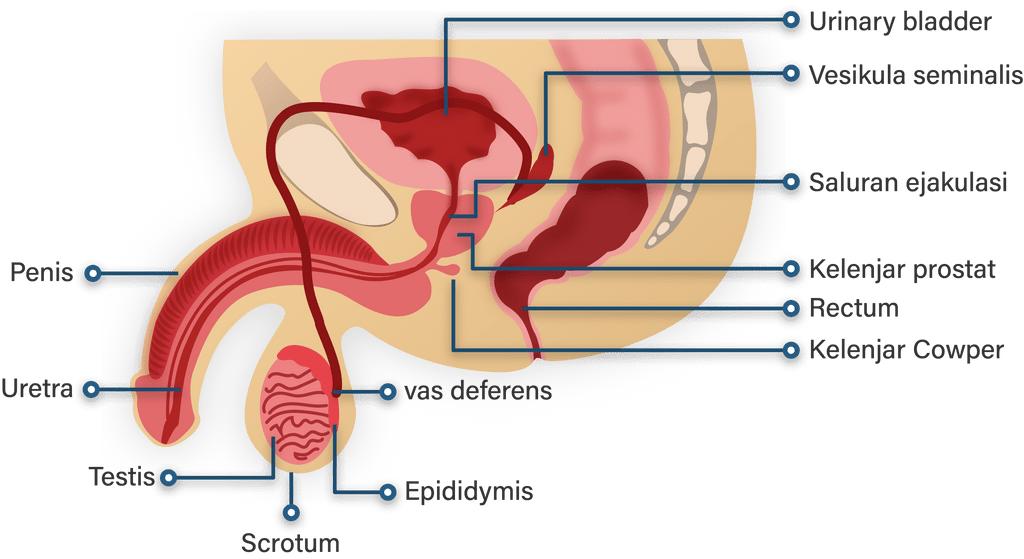 Fungsi Saluran Ejakulasi gambar organ reproduksi laki-laki...