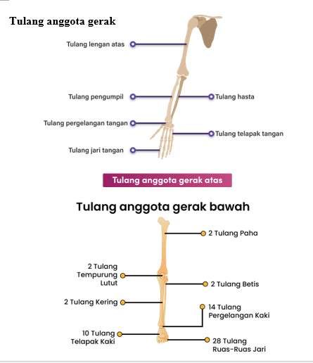 Komponen Utama Penyusun Sistem Rangka Pada Manusia...