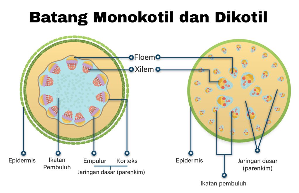 Gambar Jaringan Tumbuhan Monokotil Dan Dikotil Ga - Buickcafe.com