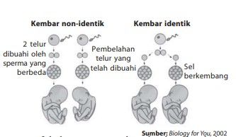 Jelaskan Proses Terjadinya Kembar Identik Dan Kemb...