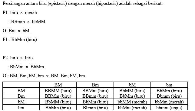 Jika B (biru) Epistasis Terhadap M (merah) Yang Hi...