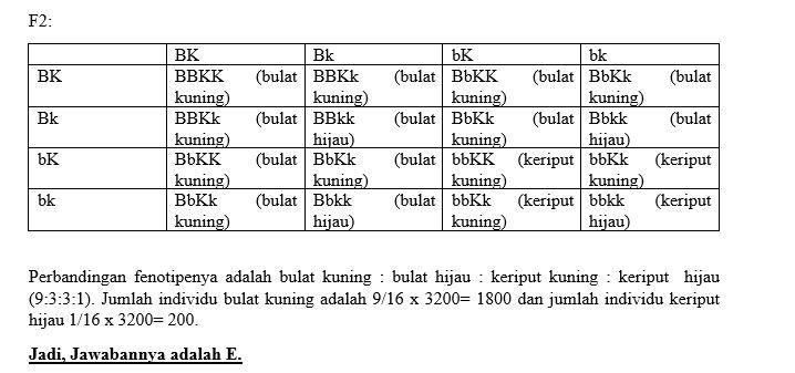 Seorang Peneliti Menyilangkan Galur Murni Kacang K...