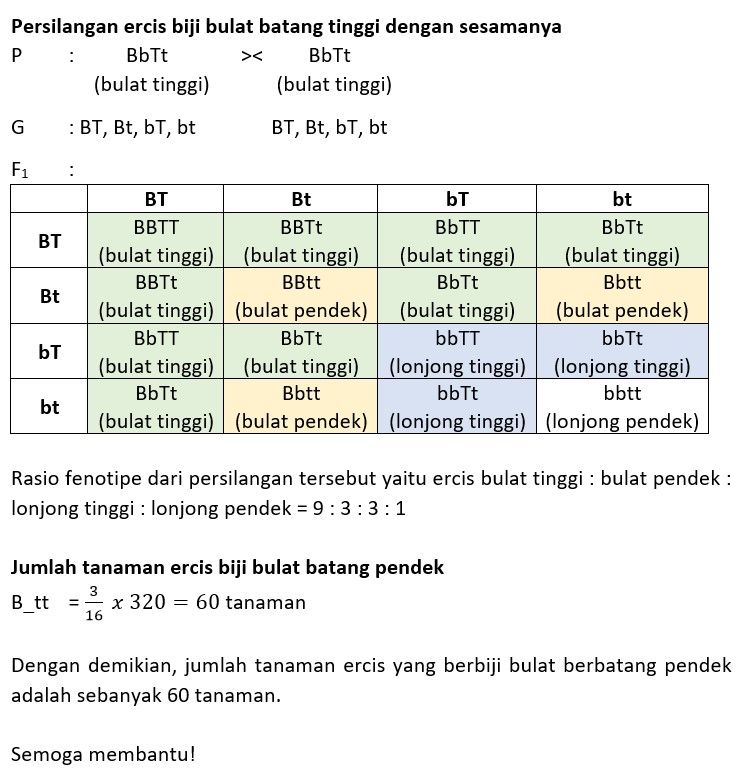 Dilakukan Persilangan Antara Tanaman Ercis Berbiji...