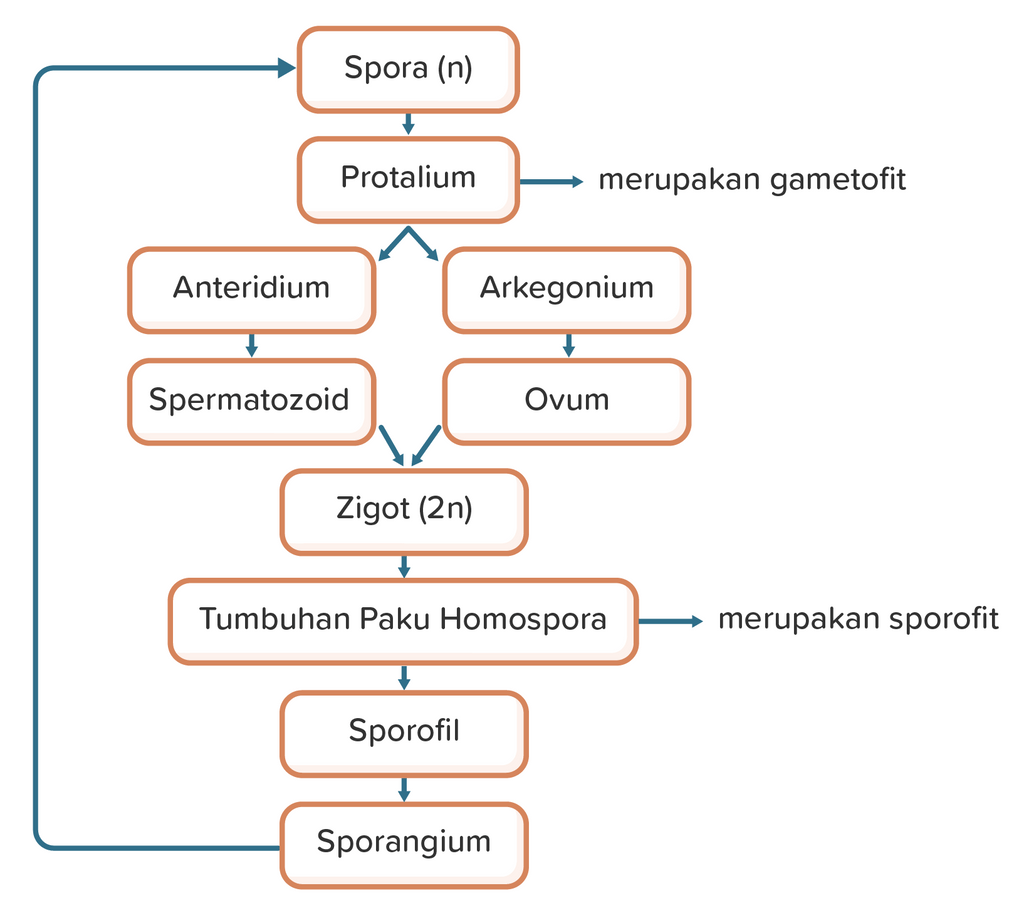 Bagan Daur Hidup Tumbuhan Paku/metagenesis Tumbuha...