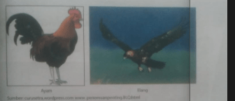 Sebutkan persamaan bentuk dan perbedaan pola makanan antara ayam dan burung elang