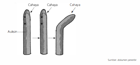 Perhatikan Gambar Pembengkokan Batang Tanaman Beri...