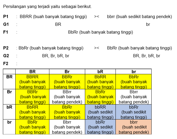 Kelapa Dengan Sifat Buah Banyak (B) Dominan Terhad...