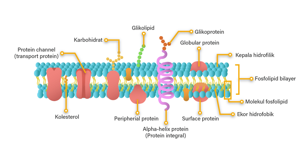 Gambarkan Struktur Membran Sel Beserta Bagian-bagi...