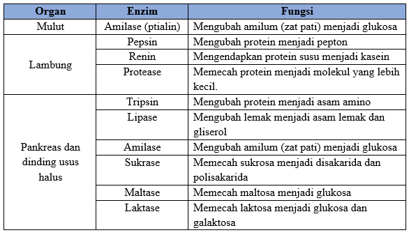 Fungsi Enzim Mulut