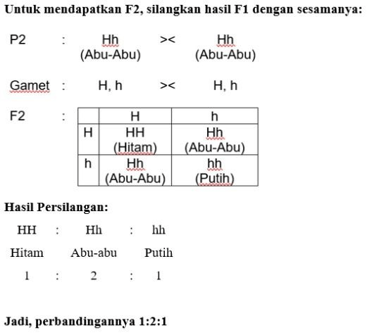 Perhatikan Bagan Persilangan Bila F1 Disilangkan