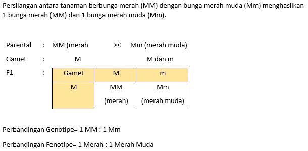 Bagaimana Keturunan Pertama (F1) Yang Di Hasilkan ...