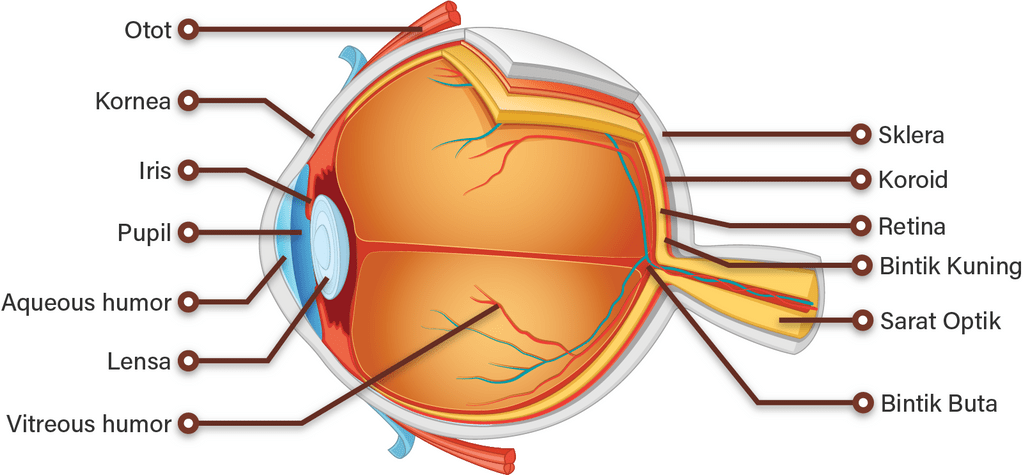 sebutkan bagian bagian mata dan fungsinya gambar s&mldr;