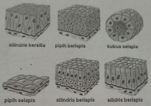 Perhatikan Gambar Jaringan Epitel Di Bawah Ini! J...