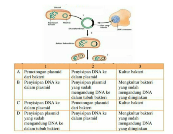 Perhatikan Bagan Berikut Ini. Langkah 1, 2, Dan 3...