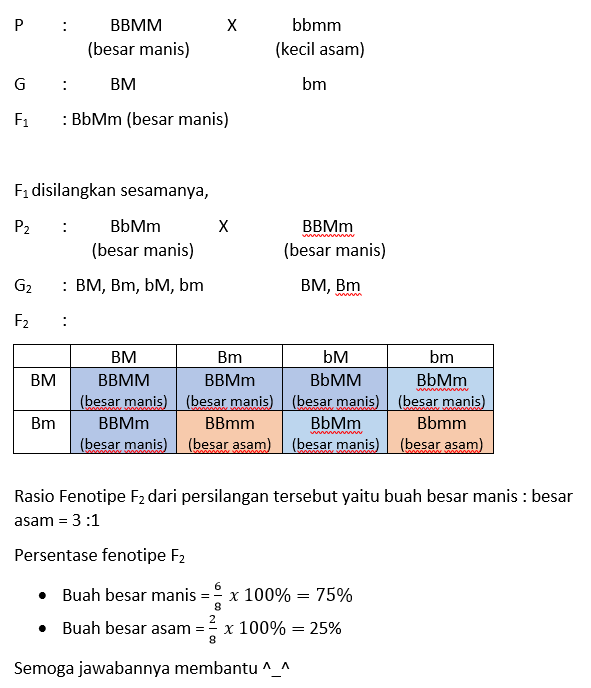 Tanaman berbuah besar rasa manis (BBMM) dengan tan...