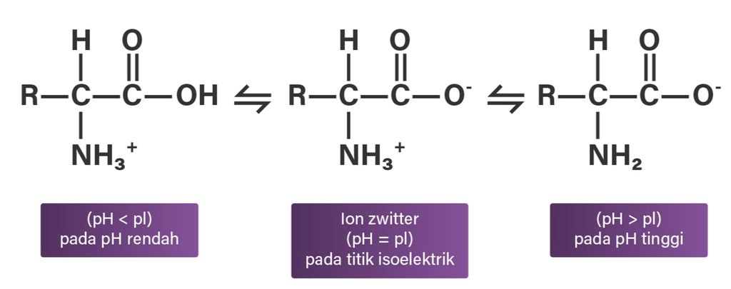 Dari Rumus Protein Berikut Ini Maka Protein Bersi