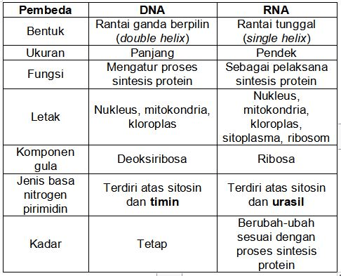 Perbedaan DNA dan RNA...