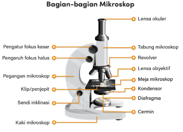 Fungsi diafragma pada mikroskop