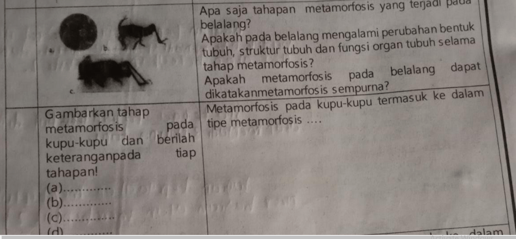 Gambarkan tahap Metamorfosis pada kupu-kupudan ber...