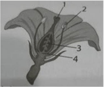 Perhatikan Gambar Bunga Berikut. Bagian Yang Berte...