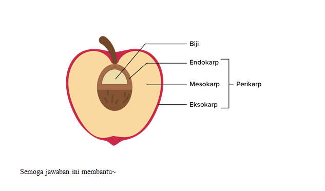 Deskripsikanlah Bagian Bagian Buah Untuk Mendukun