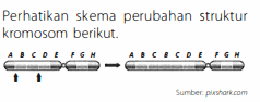 Perhatikan skema perubahan struktur kromosom berik...