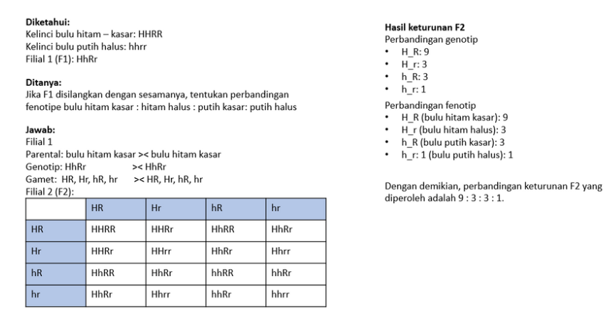 Pada Kelinci Bulu Hitam (HH) Dominan Terhadap Bulu...