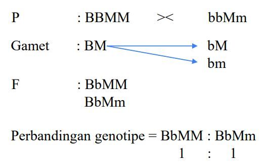 Bagaiamana Hasil Dari Perislangn BBMM X BbMm