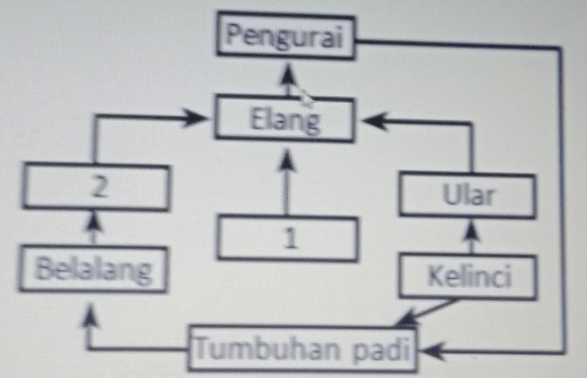 Perhatikan Bagan Jaring-jaring Makanan Berikut Ini...