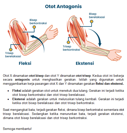 A Kedua Otot Yaitu X Dan Y Bekerja Pada Saat T