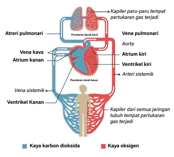 Gambar Peredaran Darah Besar...