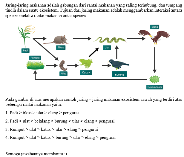 Buatlah Contoh Jaring Jaring Makanan Pada Ekosiste