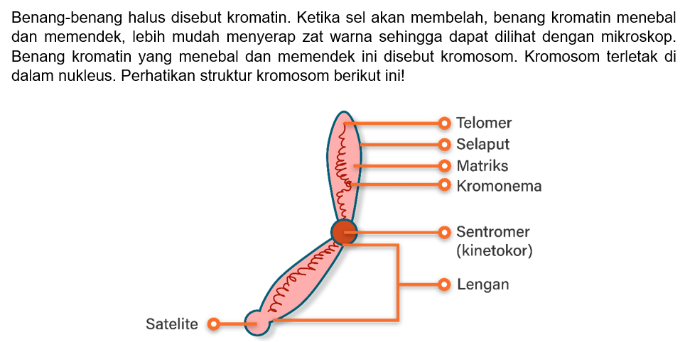 Buatlah Gambar Struktur Kromosom Lengkap Dengan Ke...