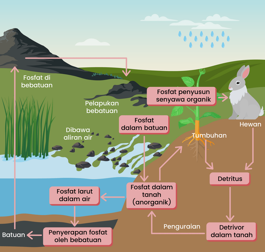 Gambarlah Siklus Biogeokimia 4695