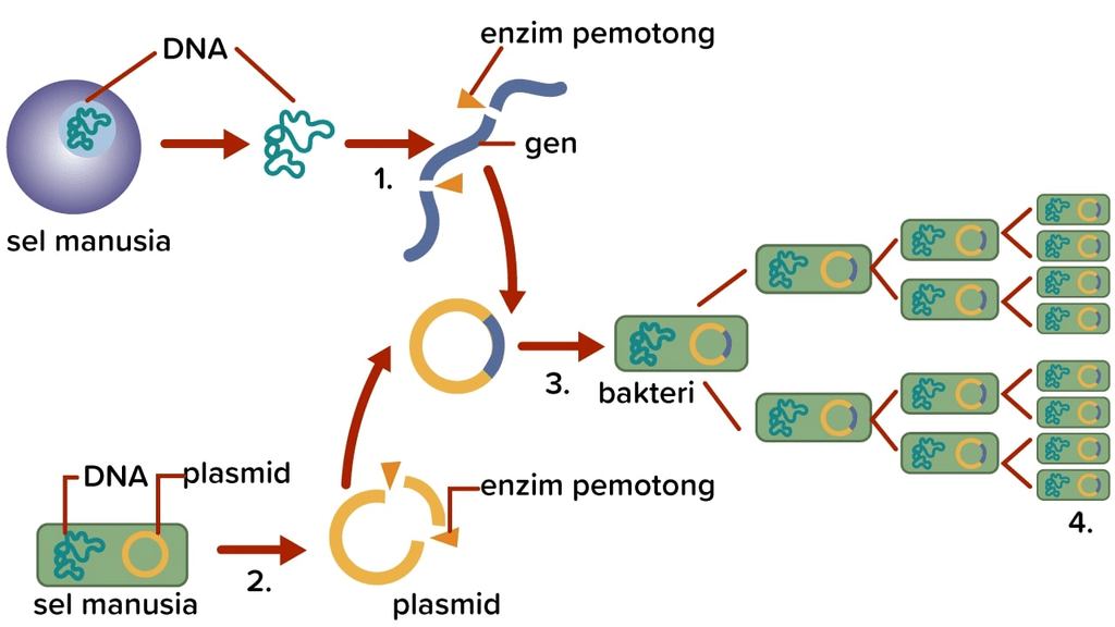 teknologi plasmid dalam rekayasa genetika