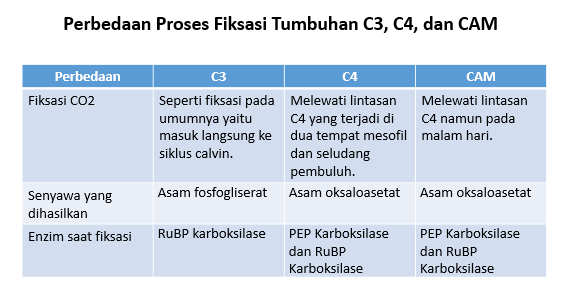 Perbedaan Fotosintesis Tumbuhan C3, C4, Dan CAM...