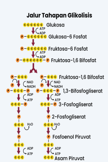 Proses Yang Terjadi Pada Glikolisis Dalam Respiras...
